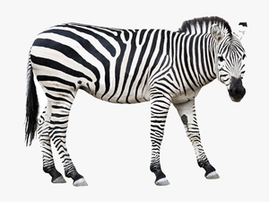 Zebra Png Download - Wild Animal