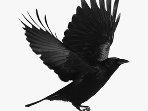 Black Bird Png Download - Flying Crow