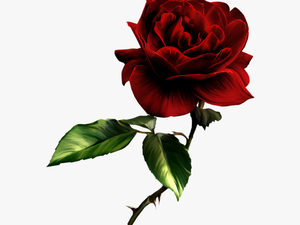 Deep Red Rose Png