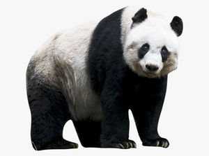 Panda Png - Transparent Backgrou