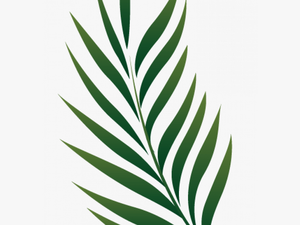 Tropical Leaves Png
