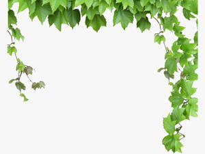 Transparent Leafy Vine Clipart -