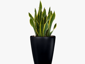 Transparent Small Plant Png