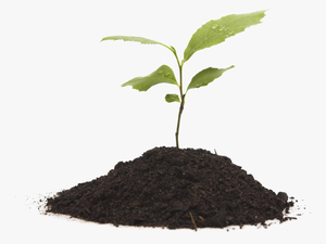 Soil Png - Plant Growing Transpa