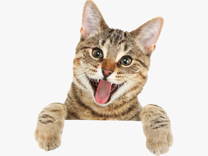 Cat Tongue Png - Cute Cat Png