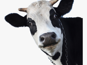 Transparent Cow Head Png - Face Of A Cow