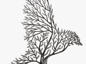 Transparent Tree Drawing Png - C