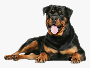 Rottweiler Png Free Download - Rottweiler Dogs