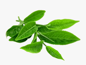 Green Tea Leaves Png