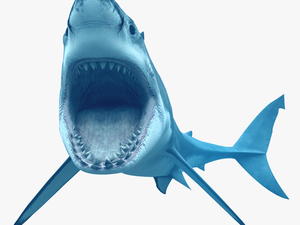 Animal Shark Transparent - Transparent Background Shark Png