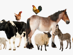 The Vet Group - Group Of Farm Animals