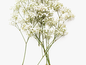Baby S Breath Flowers Png Image 