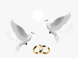 Ring Vector Marriage Wedding Download Hd Png Clipart - Transparent Wedding Dove Png