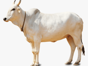 Indian Cow Png