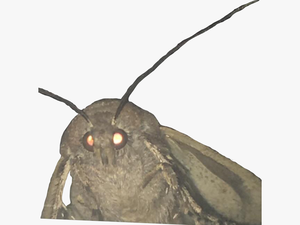 Glowing Eyes Meme Png - Moth Lamp Meme Transparent