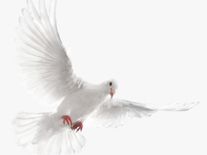Transparent Wedding Doves Png - 