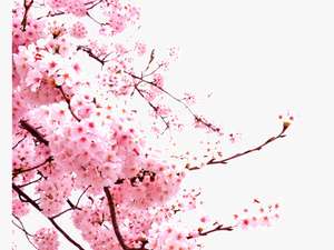 Romantic Chinese Style Painted Pink Flower Elements - Japanese Cherry Blossom Png