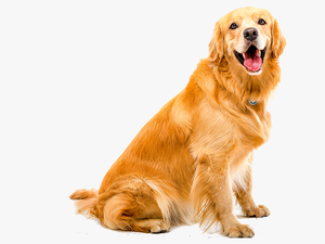 Transparent Dog Teeth Png - Golden Retriever Dog White Background