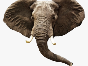 Transparent Elephant Head Clipar