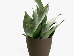 Small Plant Png Transparent