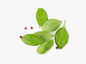 Basil From Top Png - Leaf Top View Png