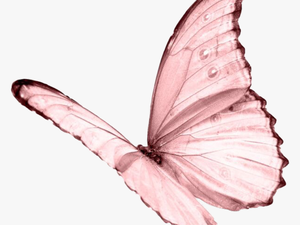 #ceiaxostickers #transparent #overlay #sticker #tumblr - Pink Butterfly Transparent Background