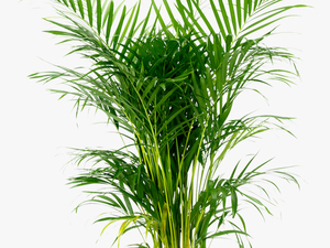 Potted Plant Png -areca Palm