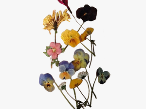 #pressedflowers #flowers #vintage #niche #nichememe - Transparent Pressed Flowers Png