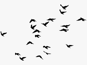 Birds Transparent Image - Birds Black And White Png
