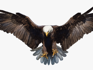 Falcon Png Photo - Transparent B