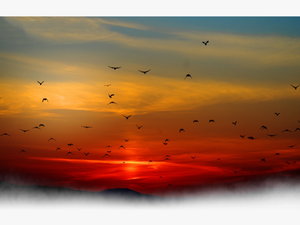 #sun #sunset #bird #birds #cloud