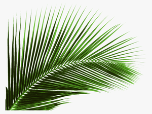 Arecaceae Leaf Palm Branch Tree 
