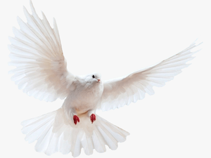 White Dove Transparent Image Bird Image With Transparent - Dove Png Transparent Background