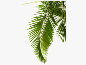 Plant Leaf Photography Tree Arecaceae Palm Leaves Clipart - Palm Leaf Transparent Background
