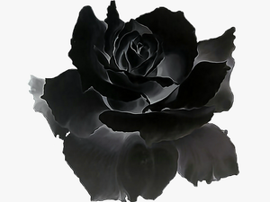 Black Rose Png - - Black Rose Gif Transparent