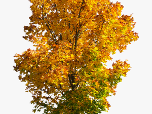 Transparent Fall Tree Png - Fall