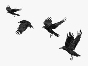#raven #ravens #birds #bird #crow #crows #fly #blackbirds - Crow Png For Picsart