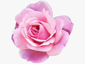 Pink Flower Png Tumblr - Pink Fl
