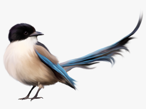 Birds Png Images Free Download