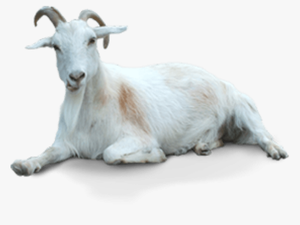 Free Png Of Goat - Transparent Background Goat Png
