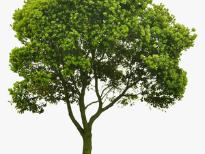 Transparent Elm Tree Png - Tree 