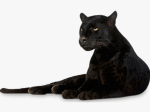 Black Panther Png Transparent Images - Black Panther Animal Png
