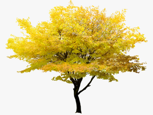 Transparent Autumn Tree Png - Fl