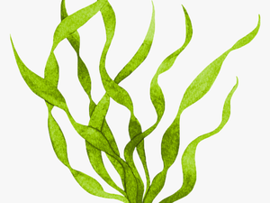 Transparent Seaweed Png