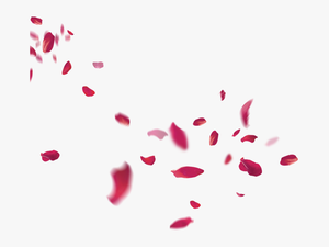 Petal Flower Beach Transprent - Falling Rose Petals Png