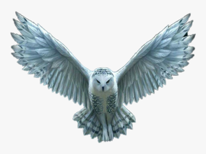 Transparent Hedwig Png - Transpa