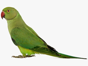 Green Parrot Png Transparent Image - Beautiful Dashboards In Tableau