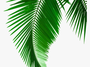 Picture Leaf Leaves Material Arecaceae Palm Green Clipart - Transparent Coconut Leaf Png