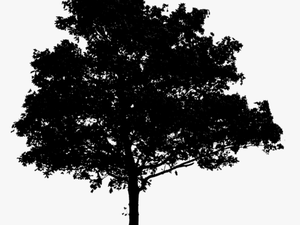 Oak Tree Silhouette - Black Tree Png For Photoshop