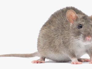 Transparent Mouse Animal Png - M